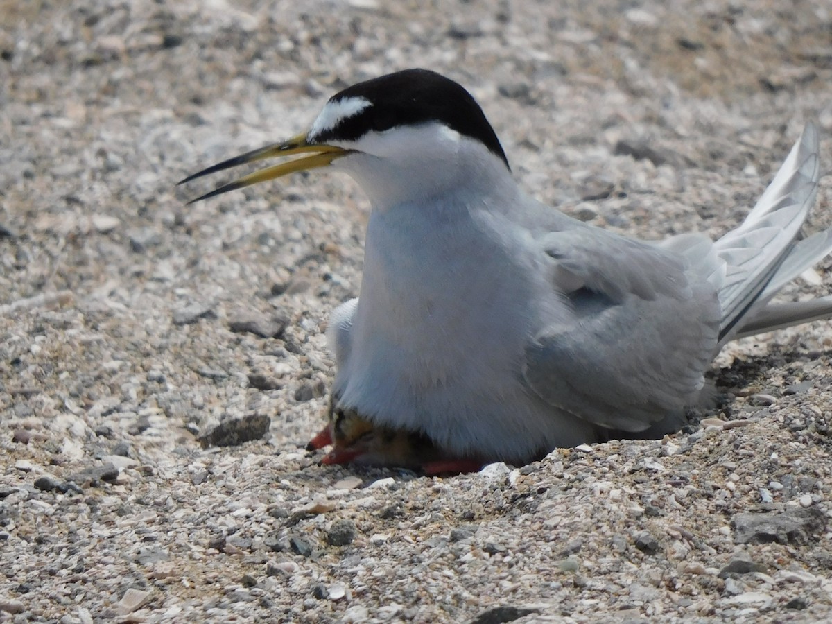 Peruvian Tern - ML624228006