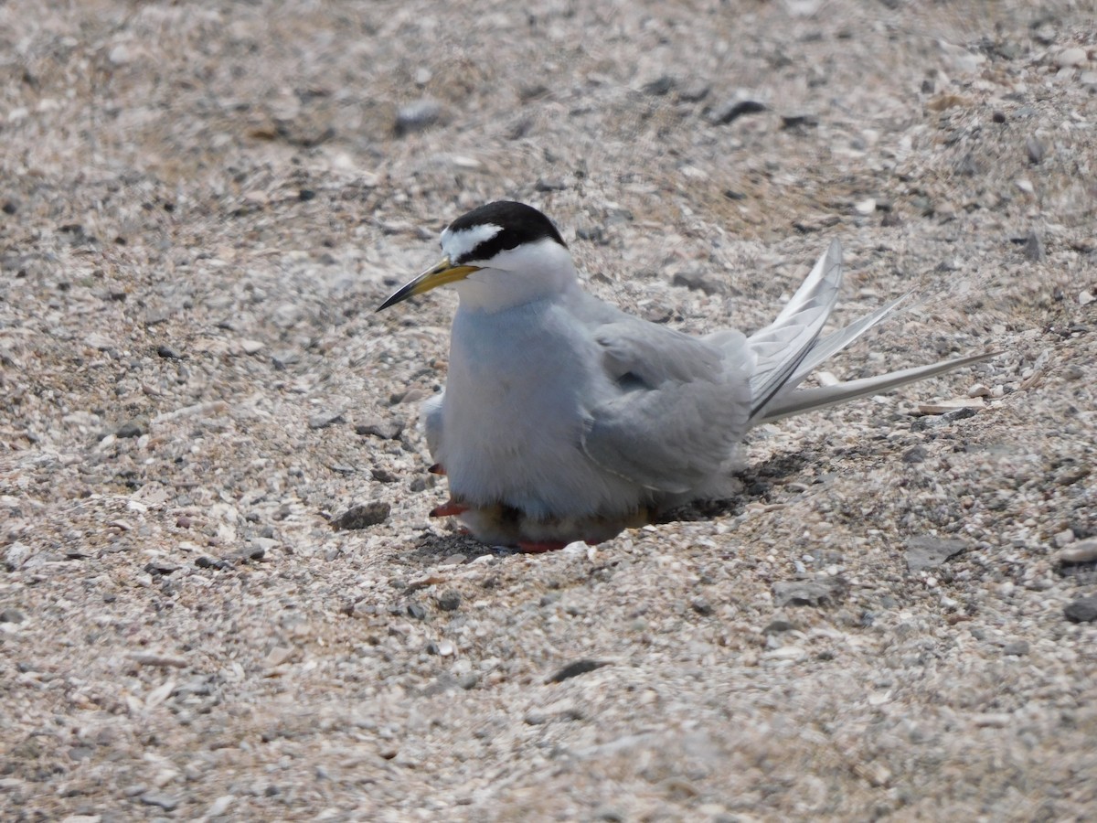 Peruvian Tern - ML624228007