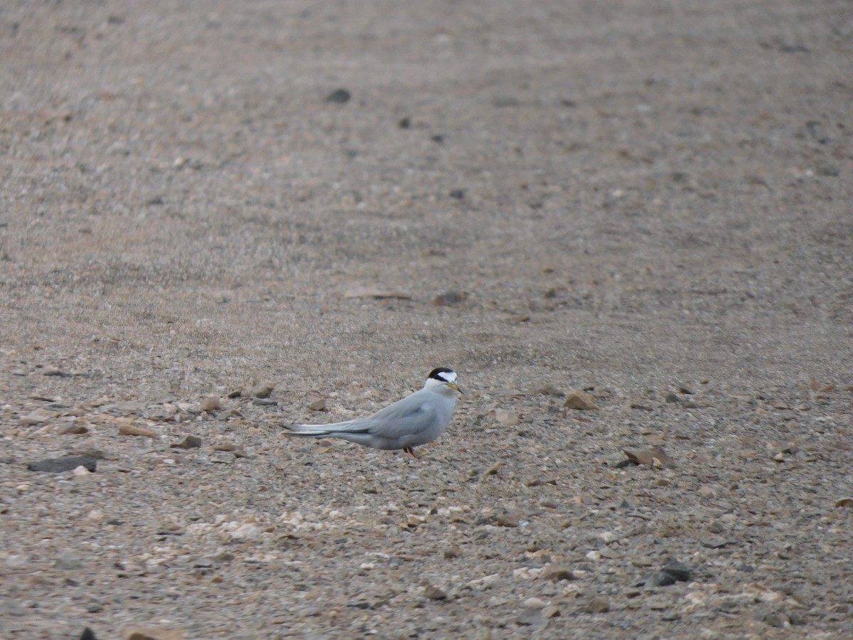 Peruvian Tern - ML624228014