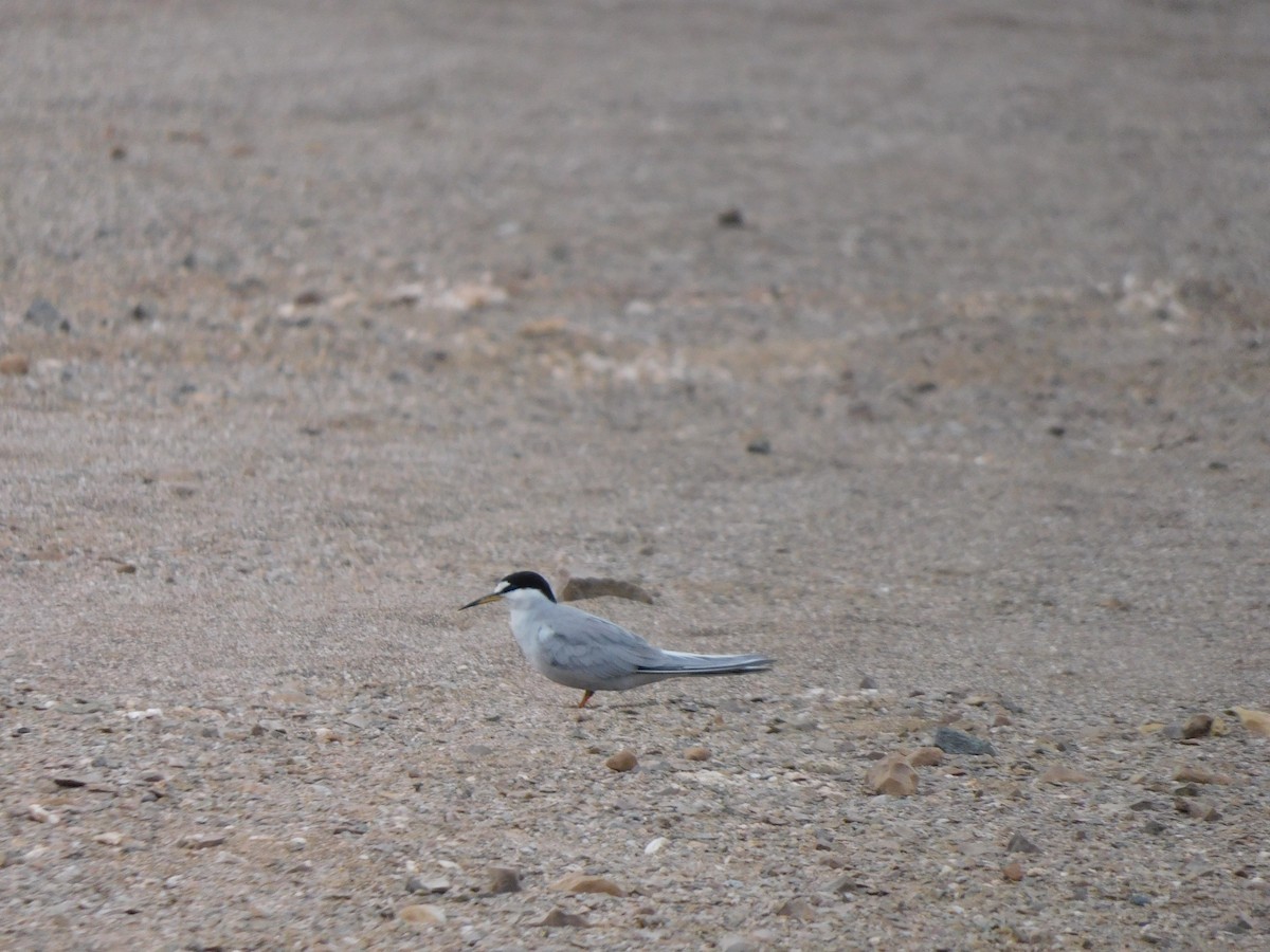 Peruvian Tern - ML624228015