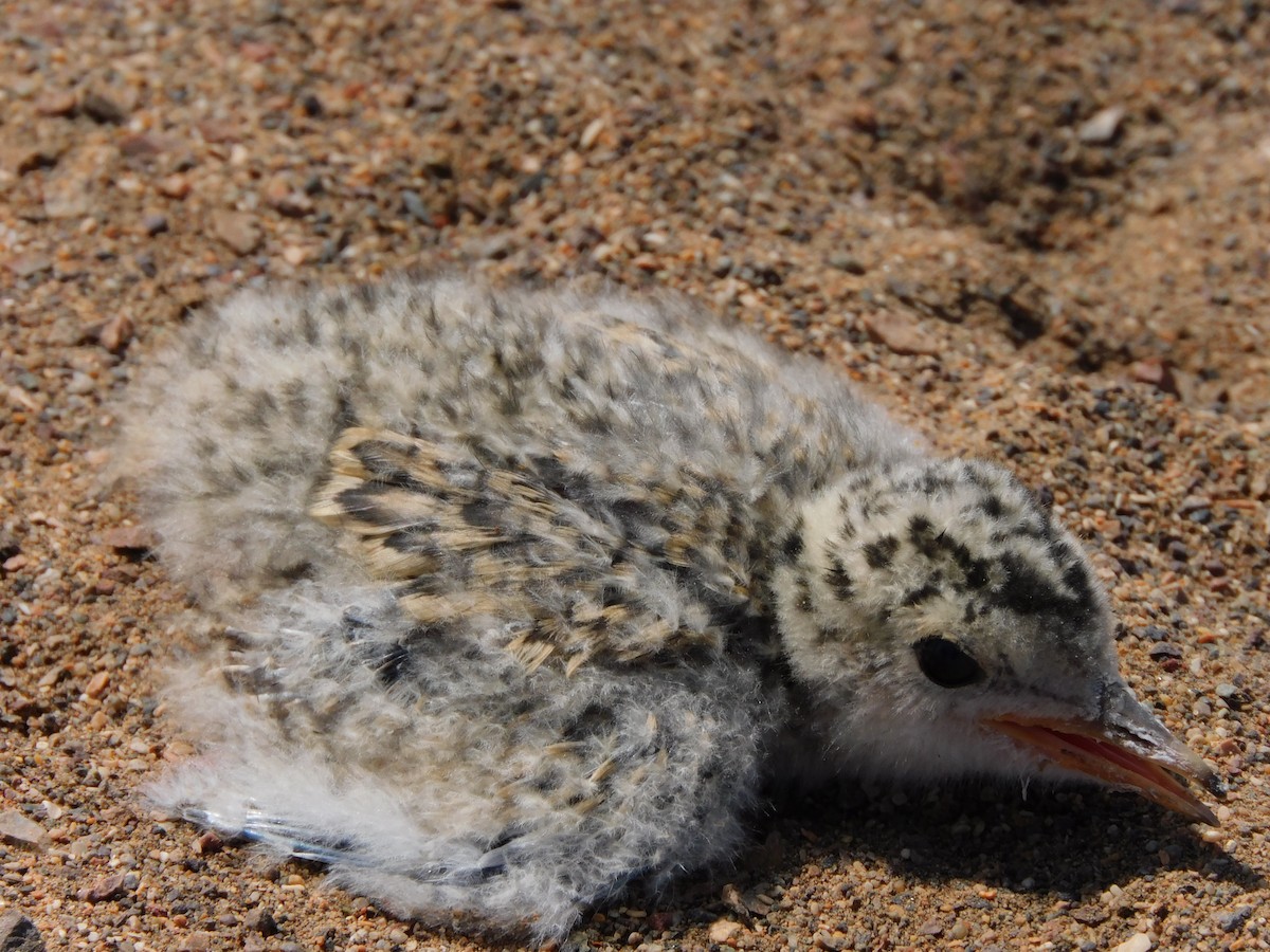 Peruvian Tern - ML624228016