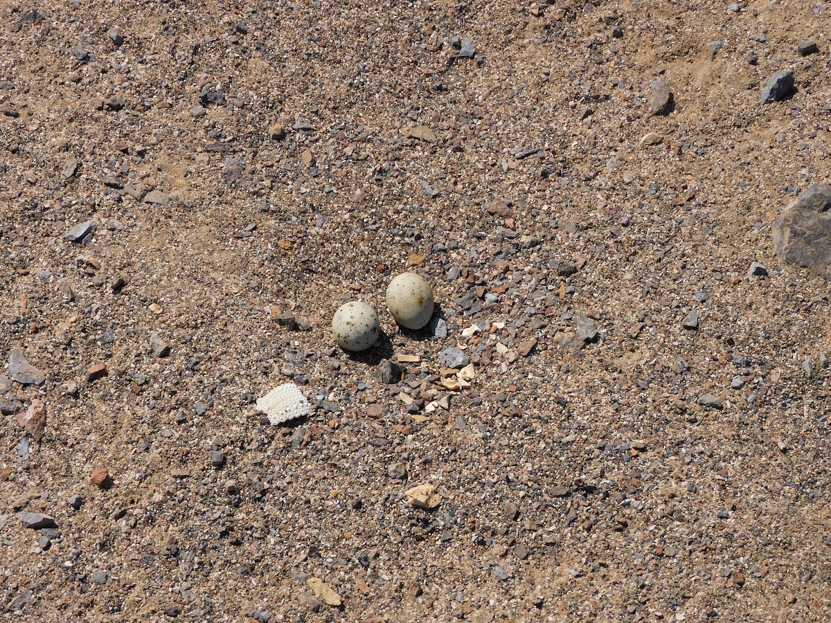 Peruvian Tern - ML624228017