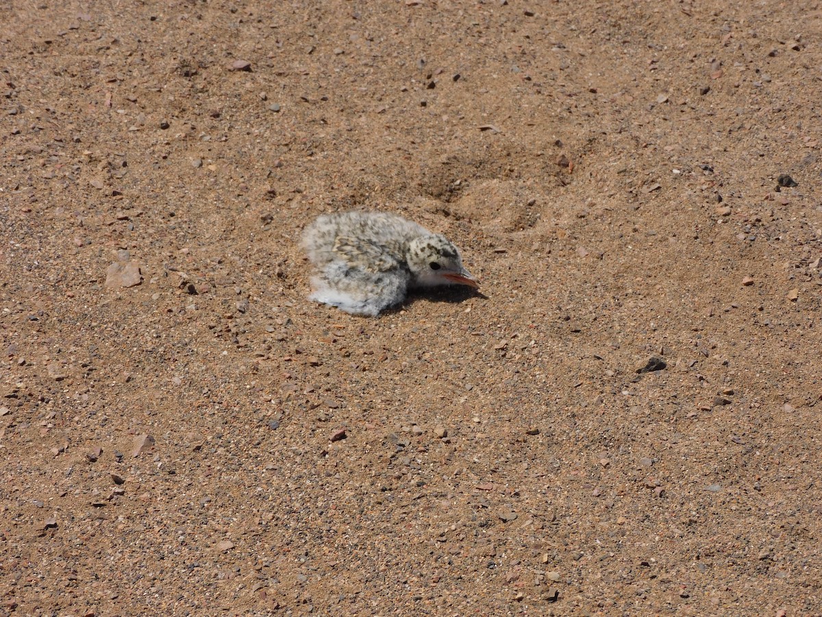 Peruvian Tern - ML624228018