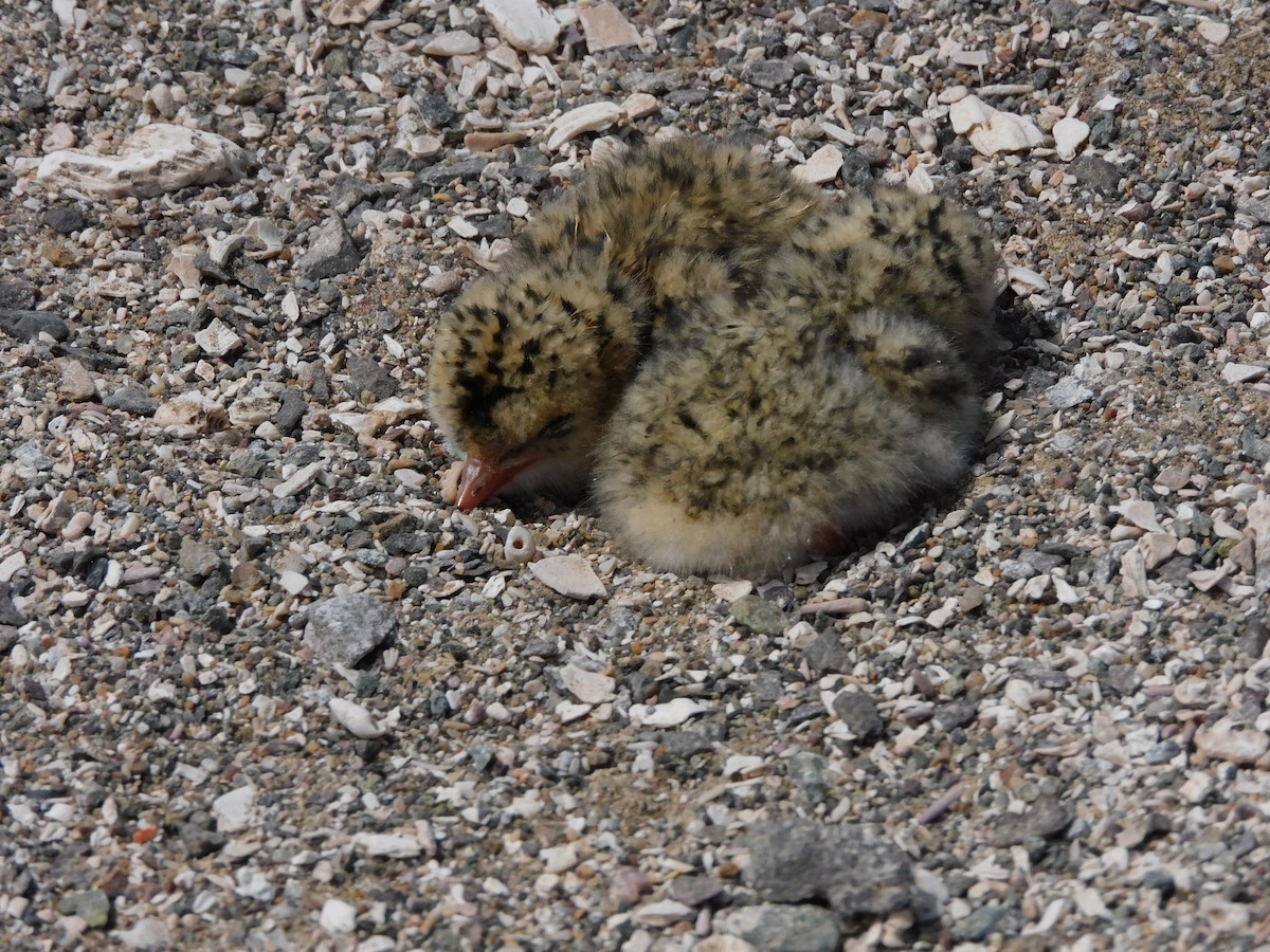 Peruvian Tern - ML624228019