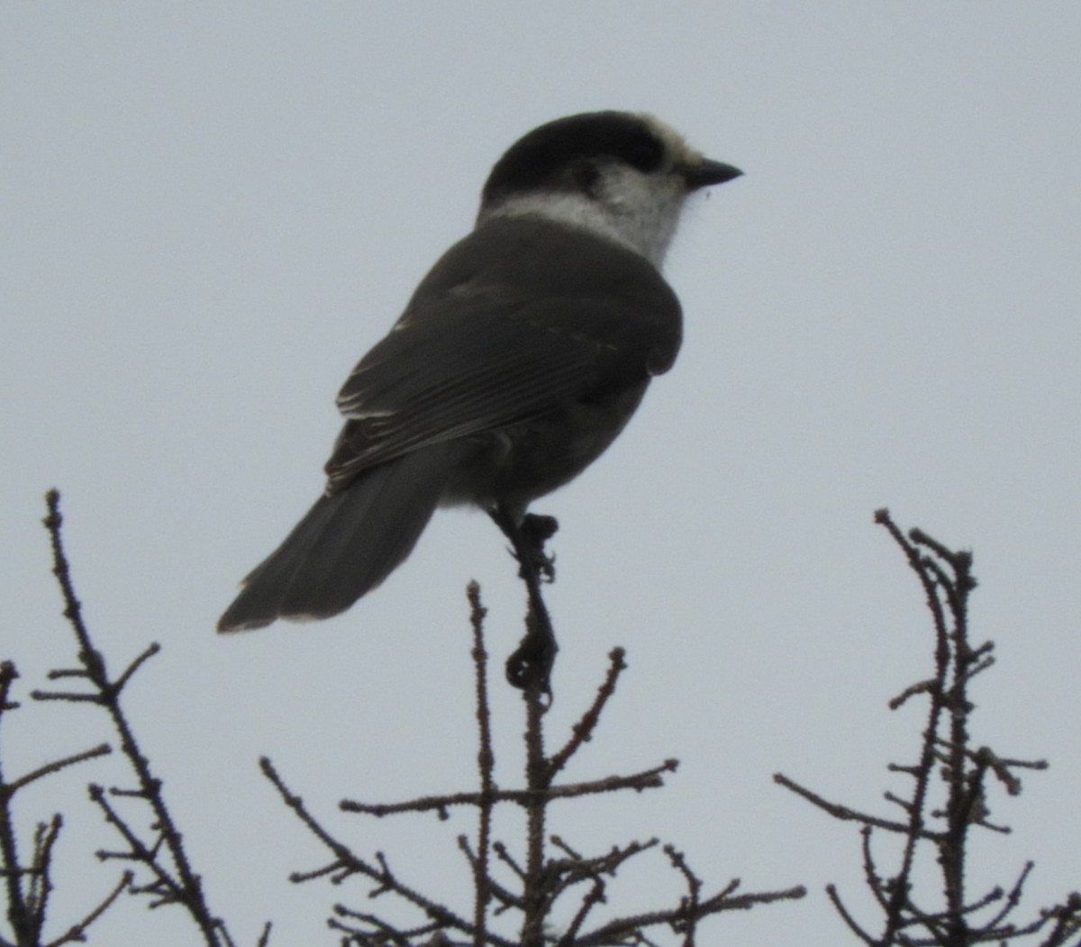 Canada Jay - ML624228032