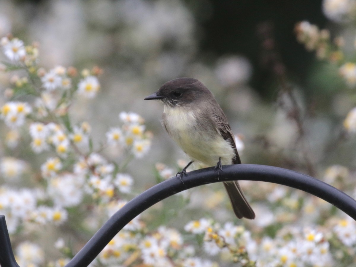 Eastern Phoebe - ML624228037