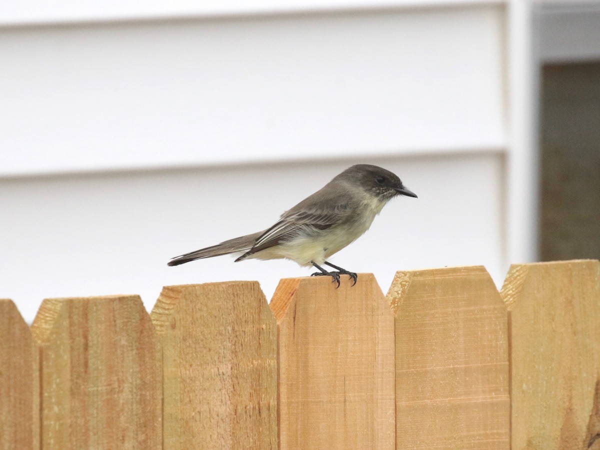 Eastern Phoebe - ML624228041