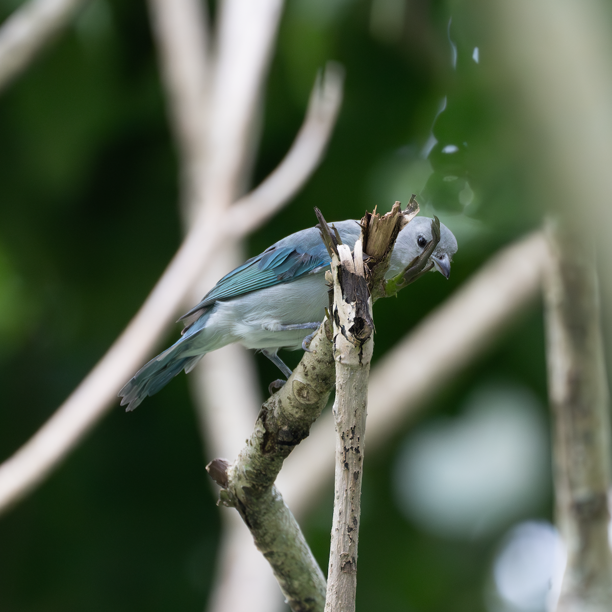 Blue-gray Tanager - ML624228042