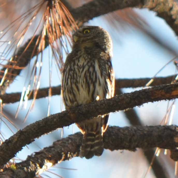 Northern Pygmy-Owl - ML624228043