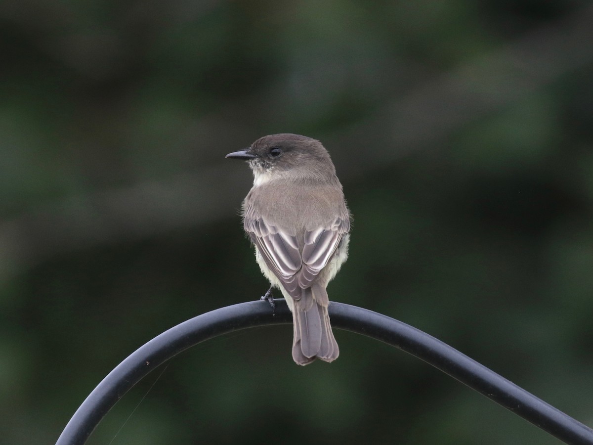 Eastern Phoebe - ML624228044