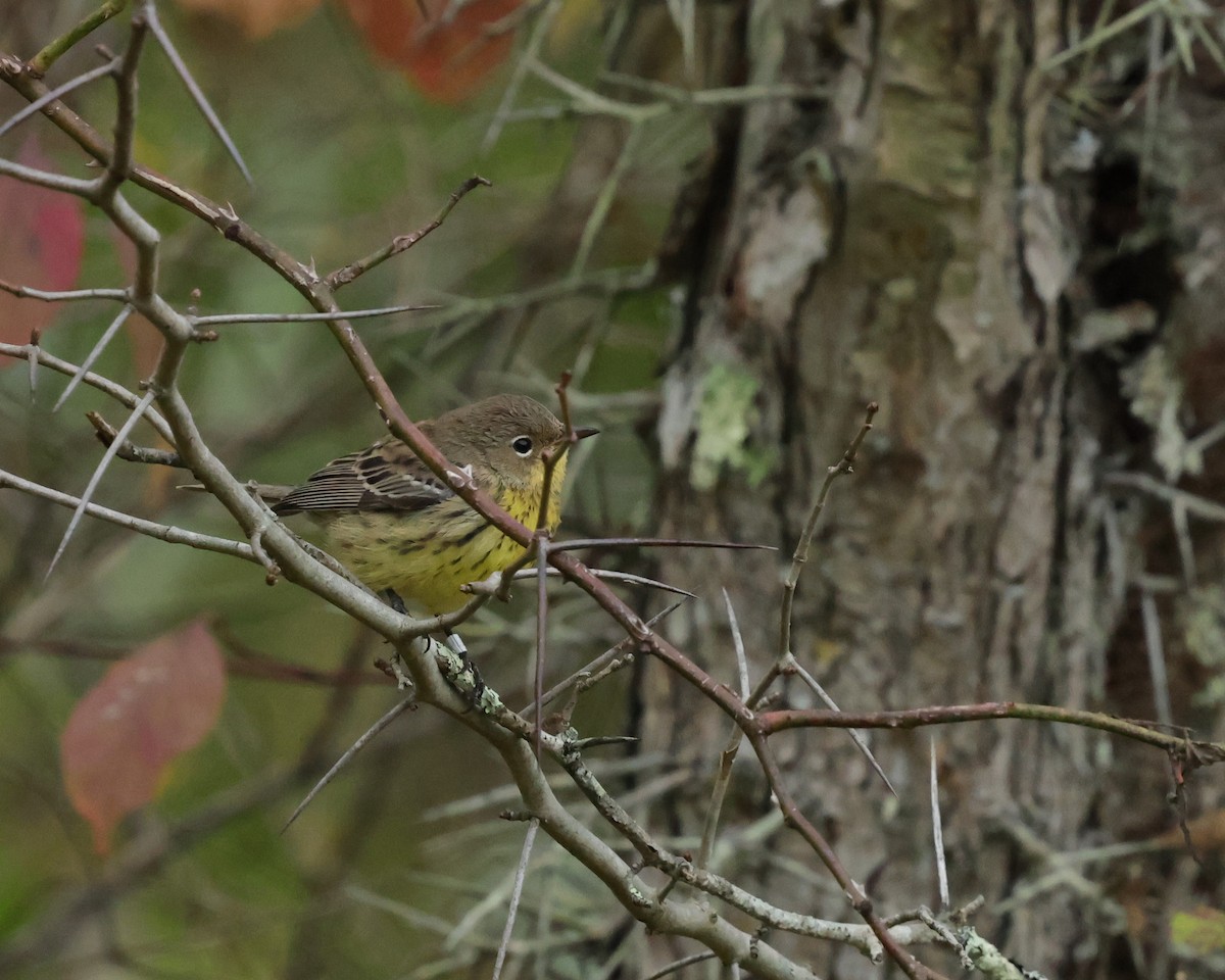 Kirtland's Warbler - ML624228045