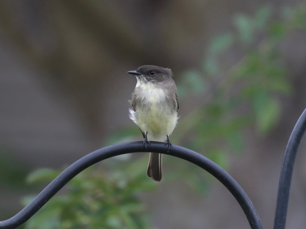 Eastern Phoebe - ML624228046