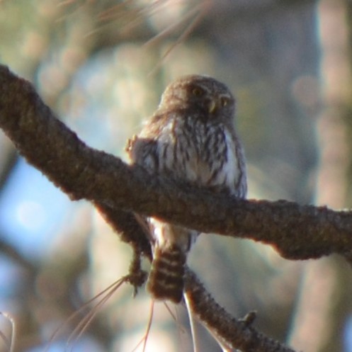 Northern Pygmy-Owl - ML624228048