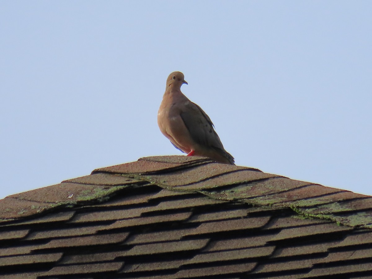 Mourning Dove - ML624228049