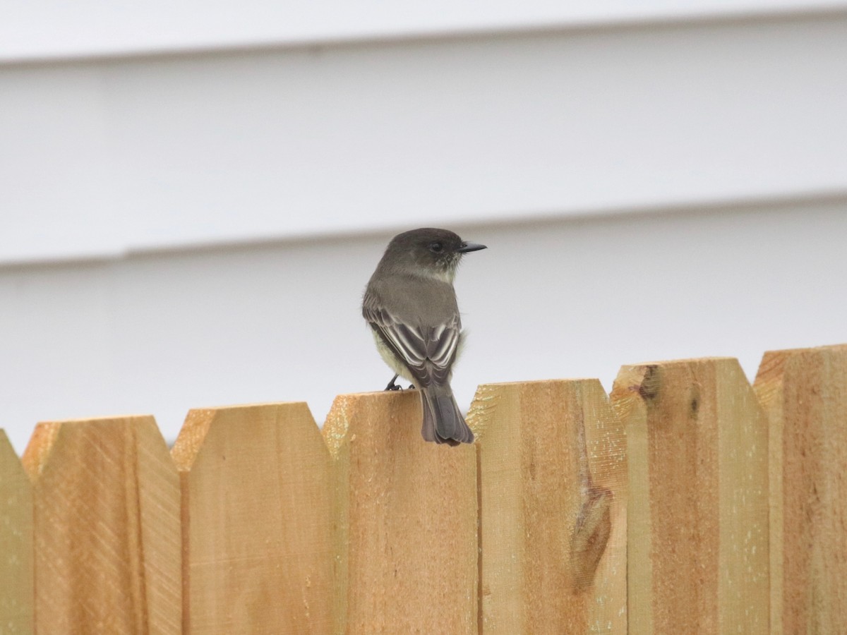 Eastern Phoebe - ML624228050