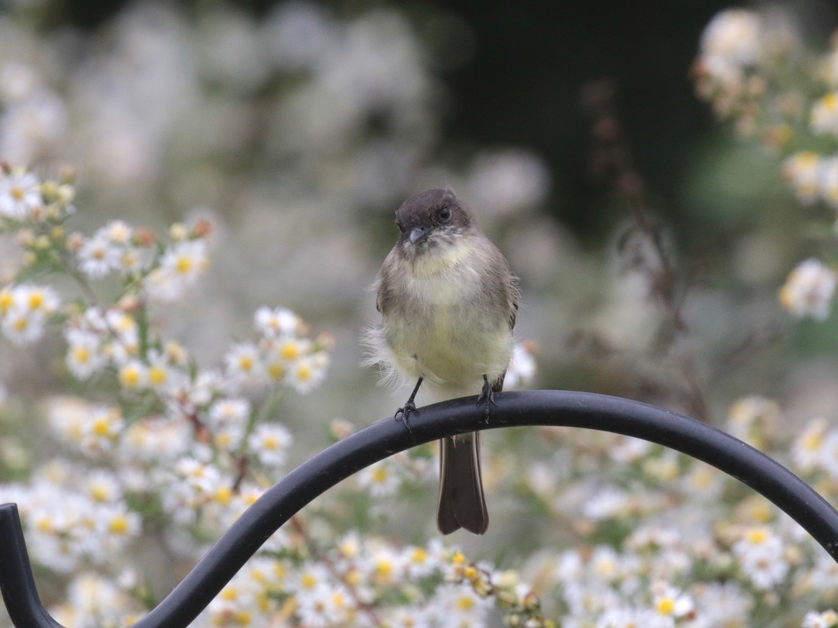 Eastern Phoebe - ML624228051