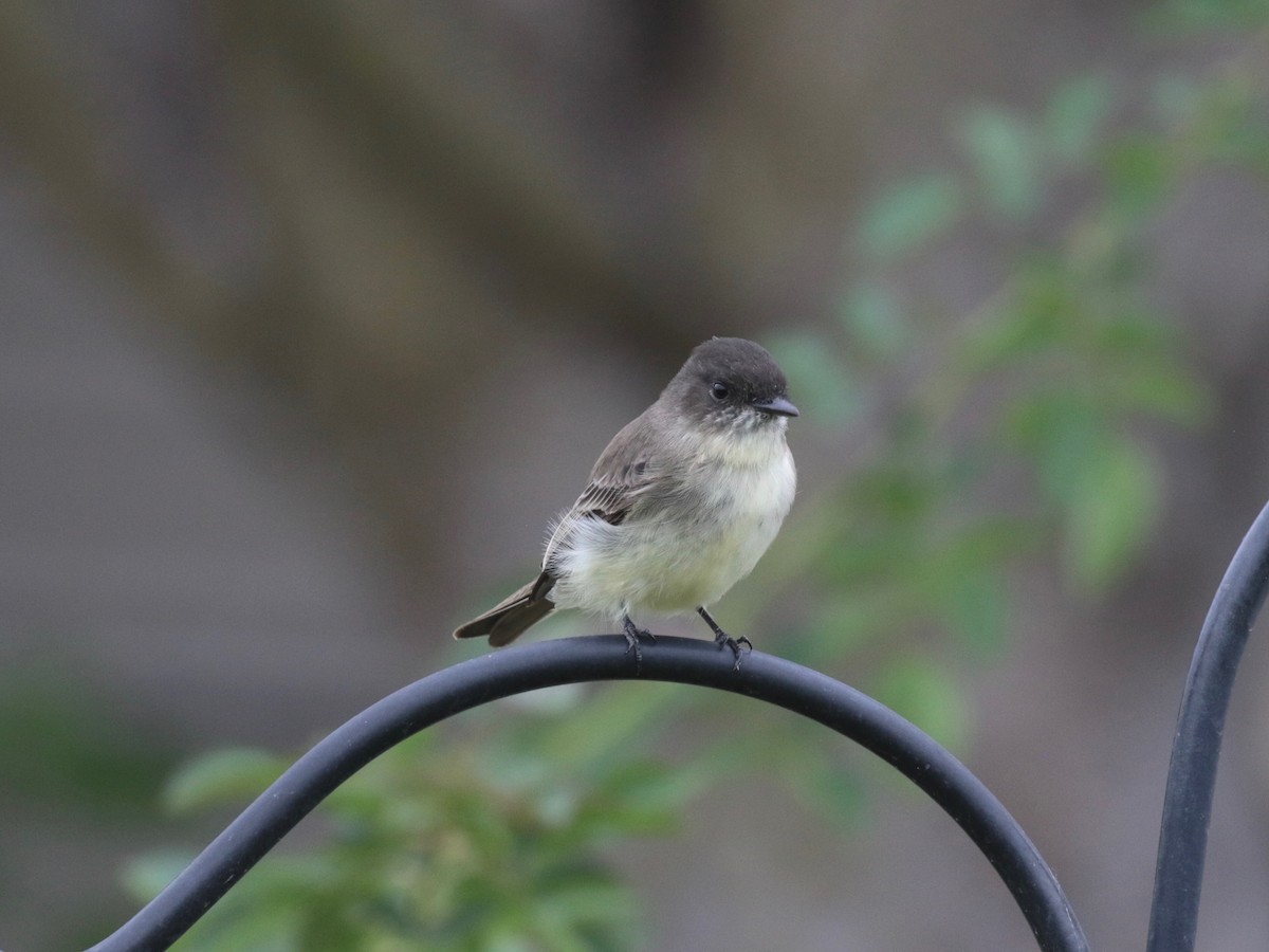 Eastern Phoebe - ML624228055