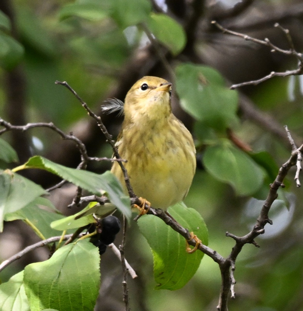 Blackpoll Warbler - ML624228056