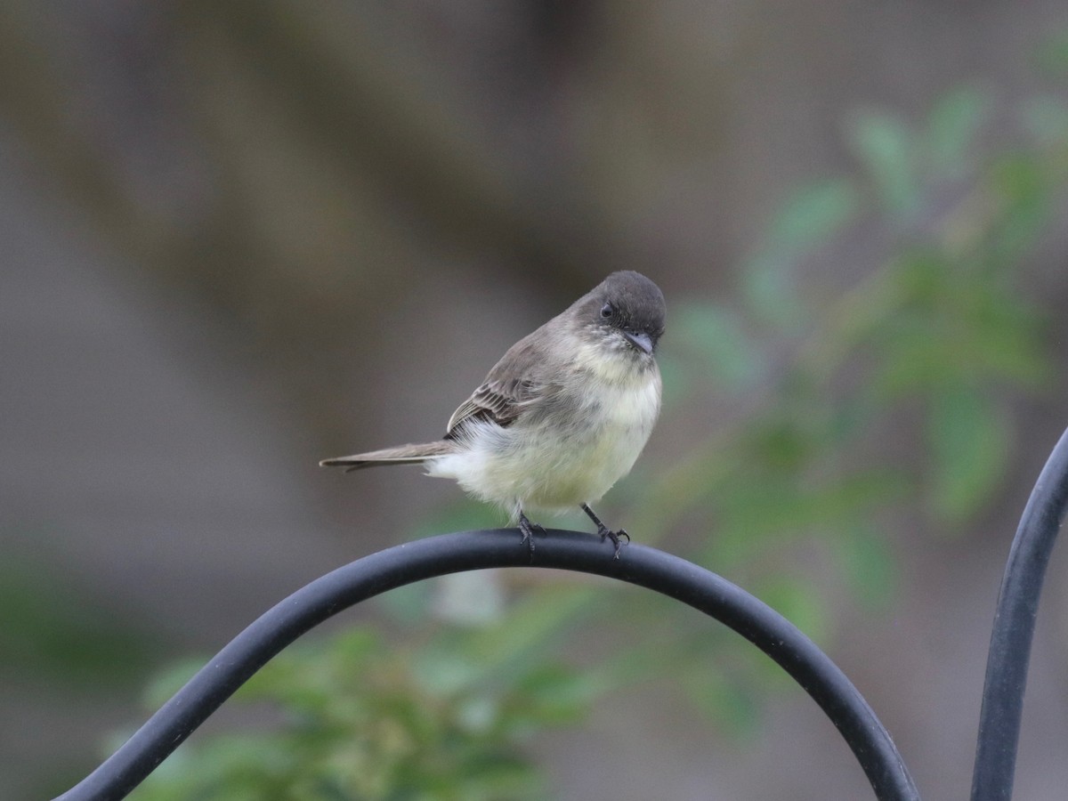 Eastern Phoebe - ML624228057