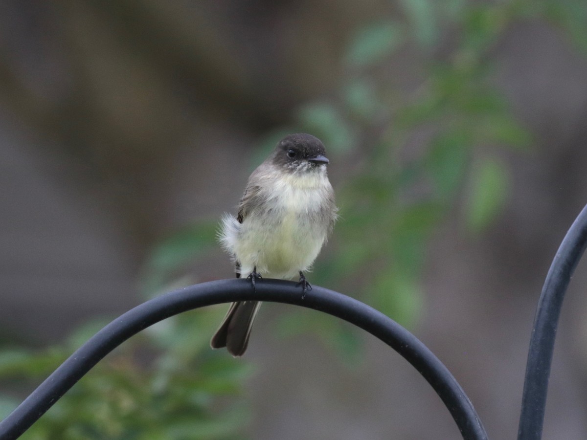 Eastern Phoebe - ML624228058