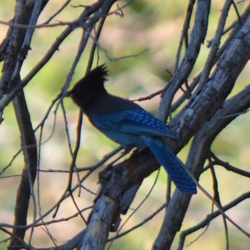 Steller's Jay - Richard Rae