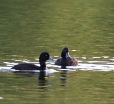 New Zealand Scaup - ML624228060