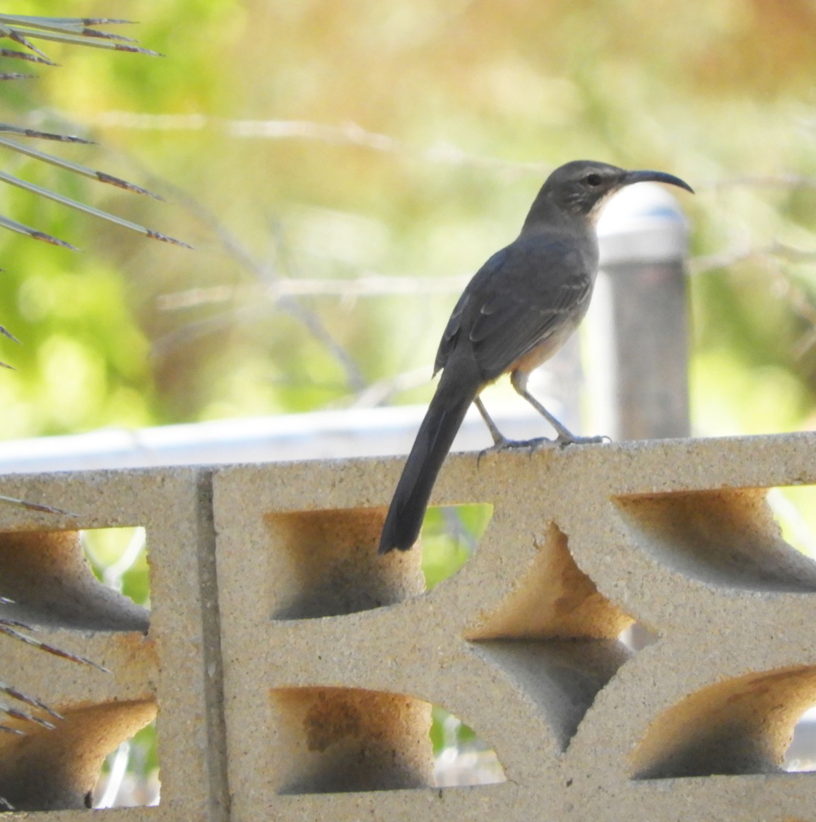 California Thrasher - ML624228061