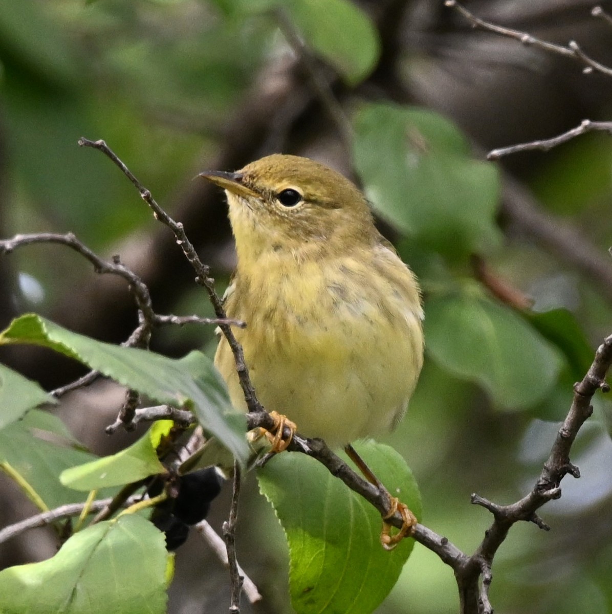 Blackpoll Warbler - ML624228066