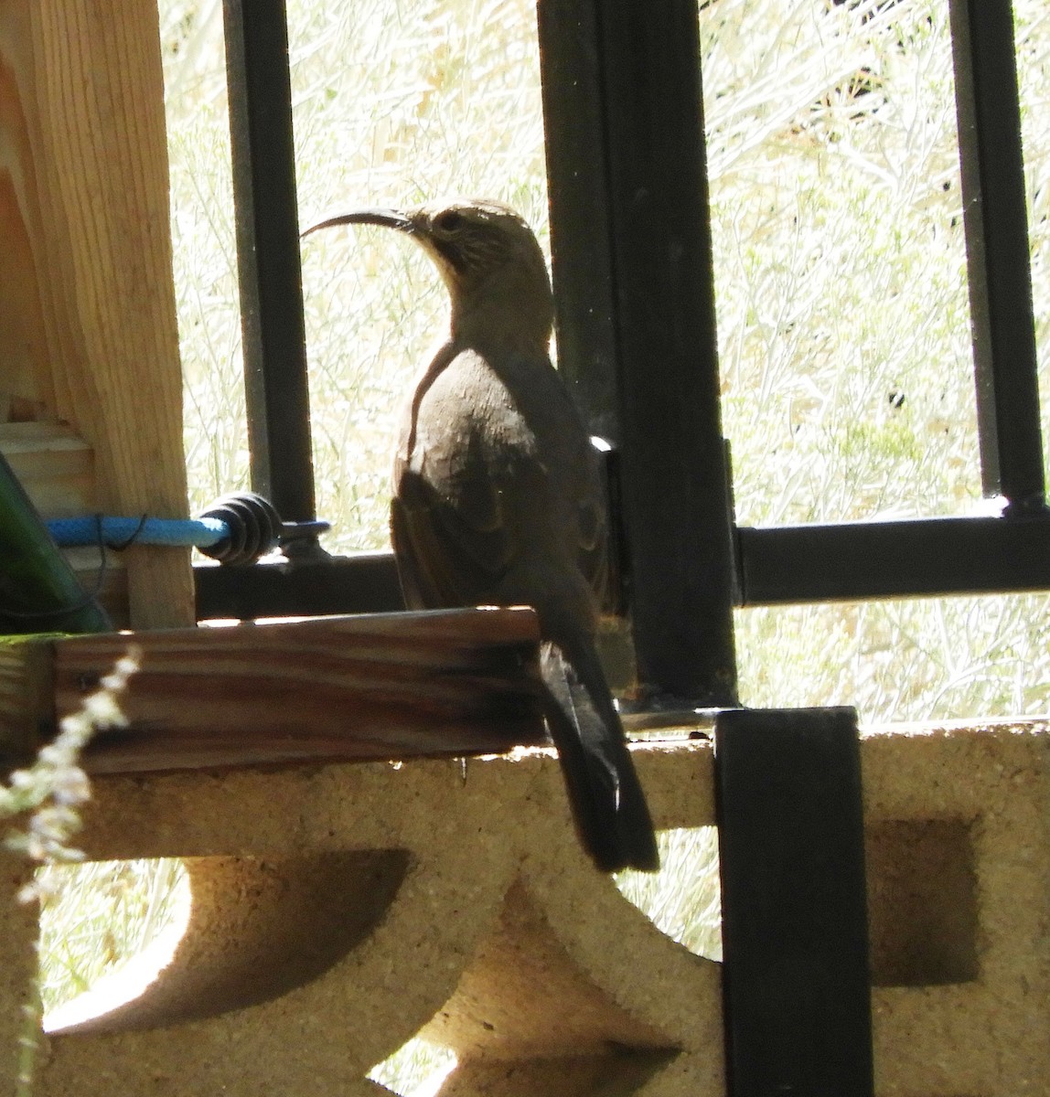 California Thrasher - ML624228067