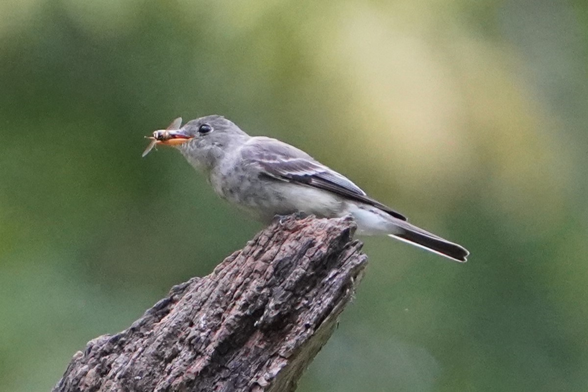 Eastern Wood-Pewee - ML624228068