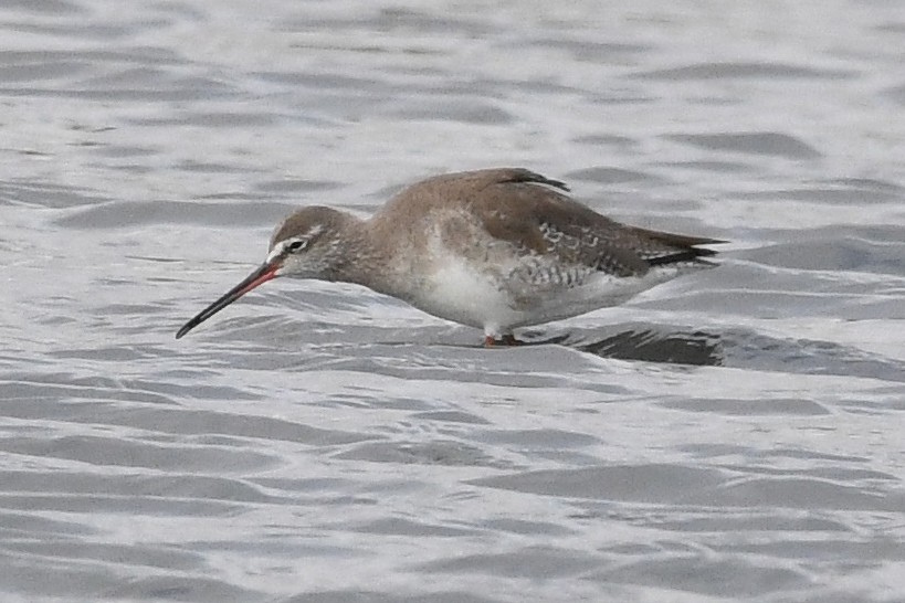 Spotted Redshank - Juan José  Bazan Hiraldo