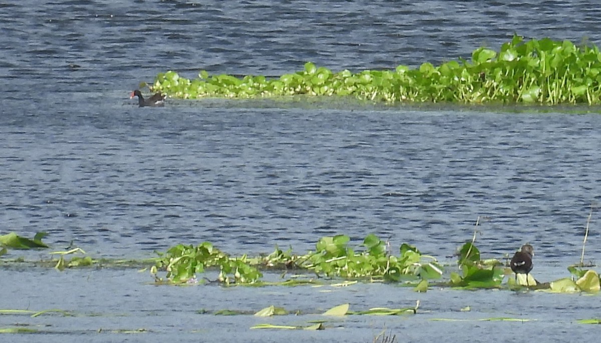 Common Gallinule - ML624228121