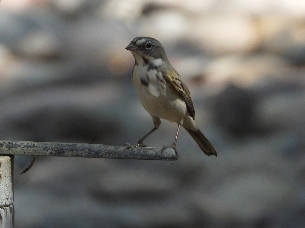 eBird Checklist - 27 Sep 2024 - Griffin Riley Home - 16 species