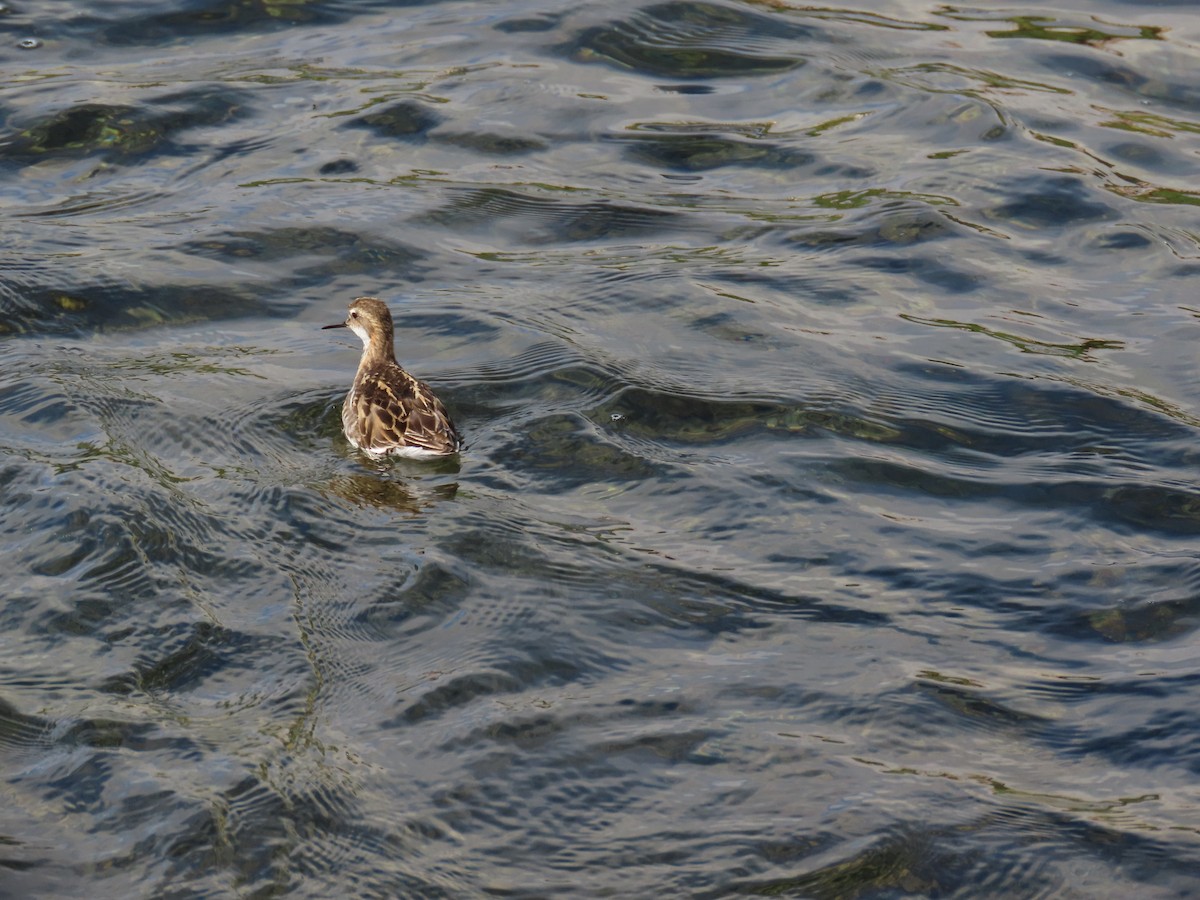 Phalarope à bec étroit - ML624228140