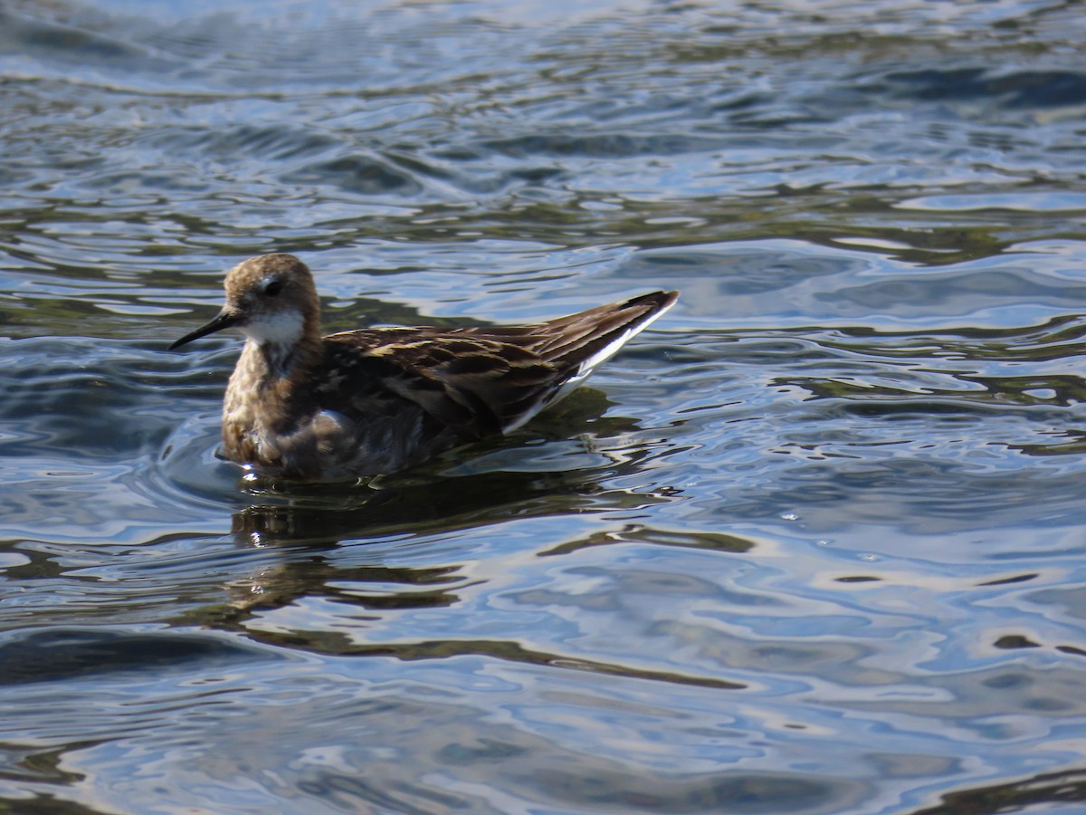 Phalarope à bec étroit - ML624228141