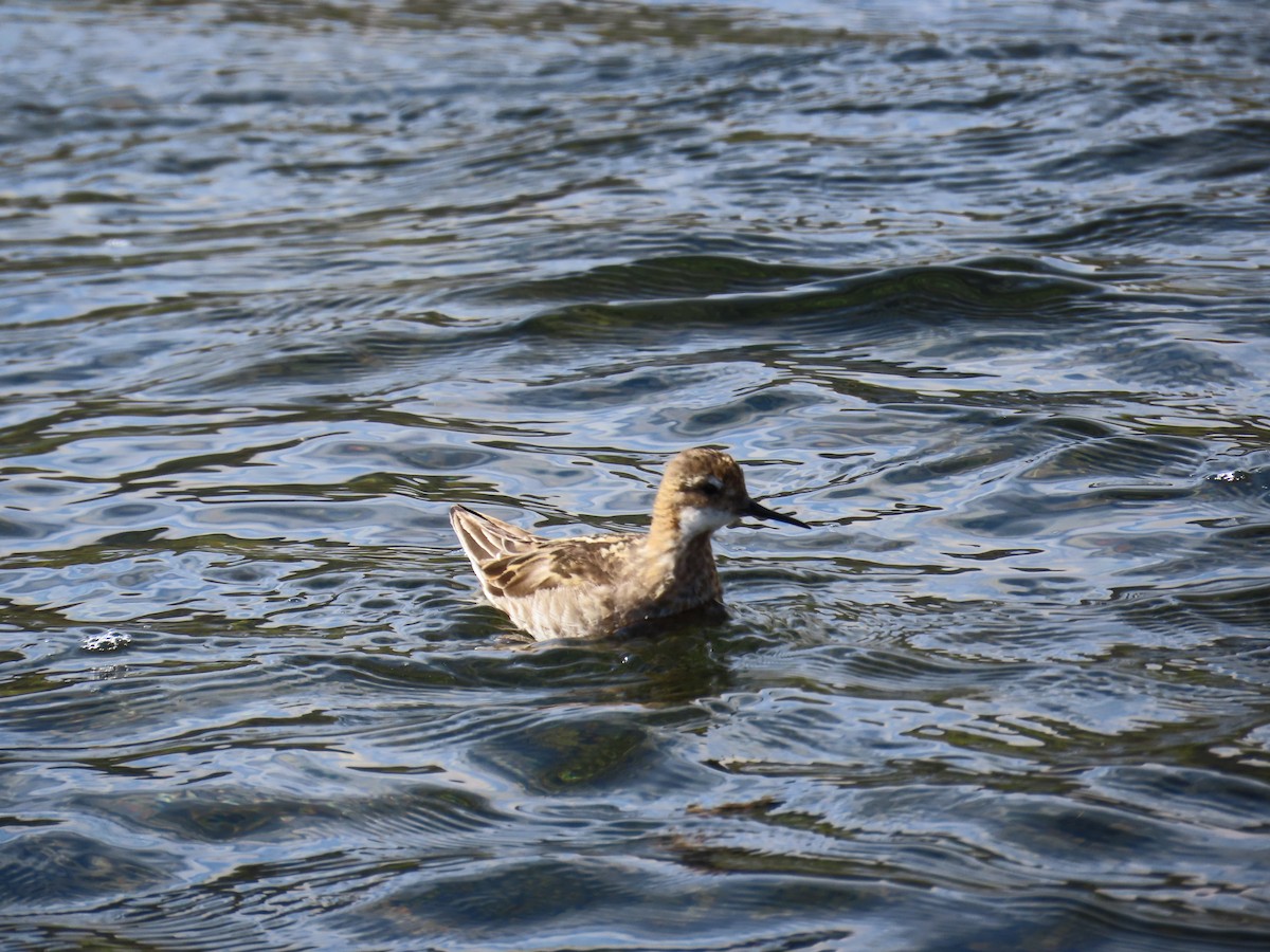 Phalarope à bec étroit - ML624228142