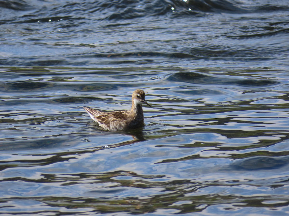 Phalarope à bec étroit - ML624228143