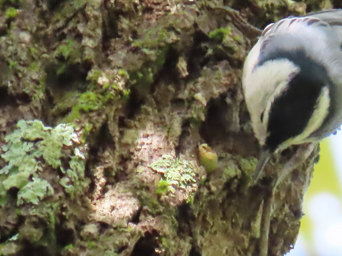 White-breasted Nuthatch - ML624228162