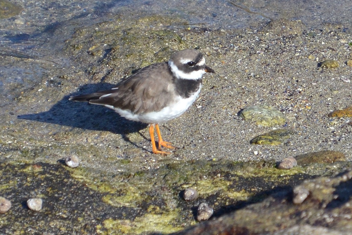 Common Ringed Plover - Carlos Miñambres