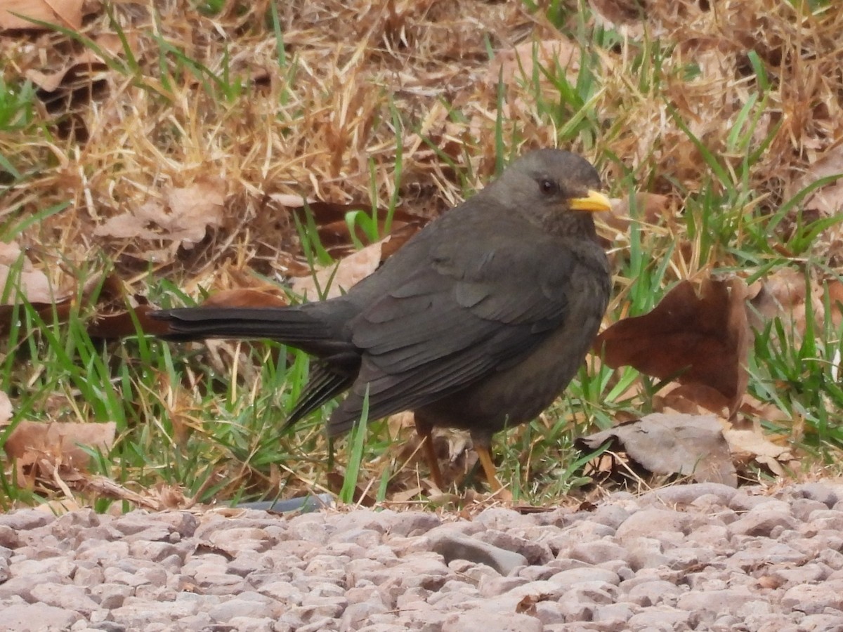 Chiguanco Thrush - ML624228171