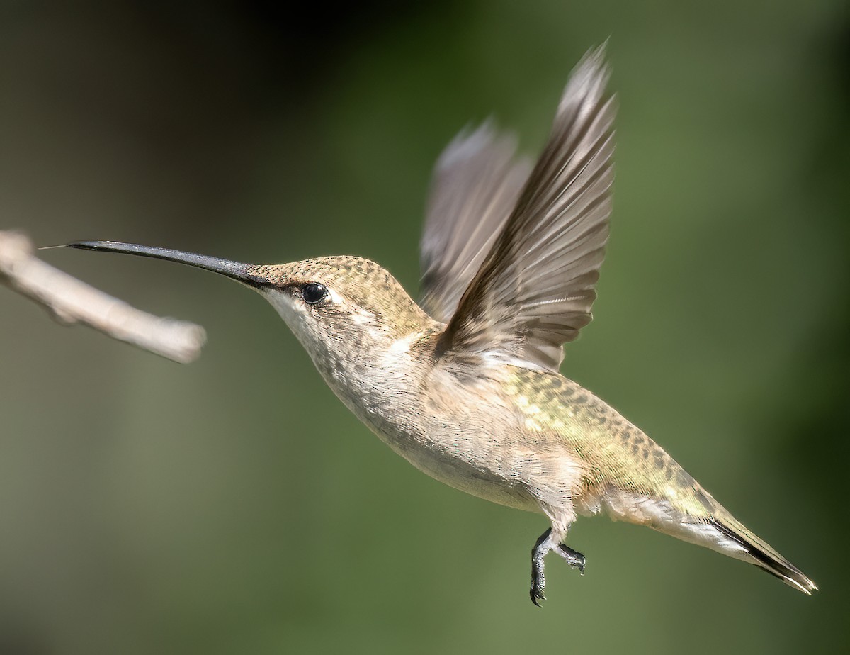 Black-chinned Hummingbird - ML624228178