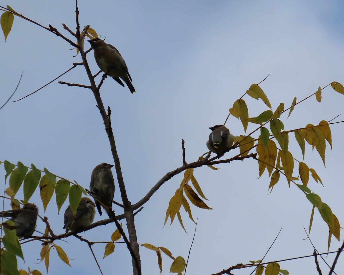 Cedar Waxwing - Maryangela Buskey