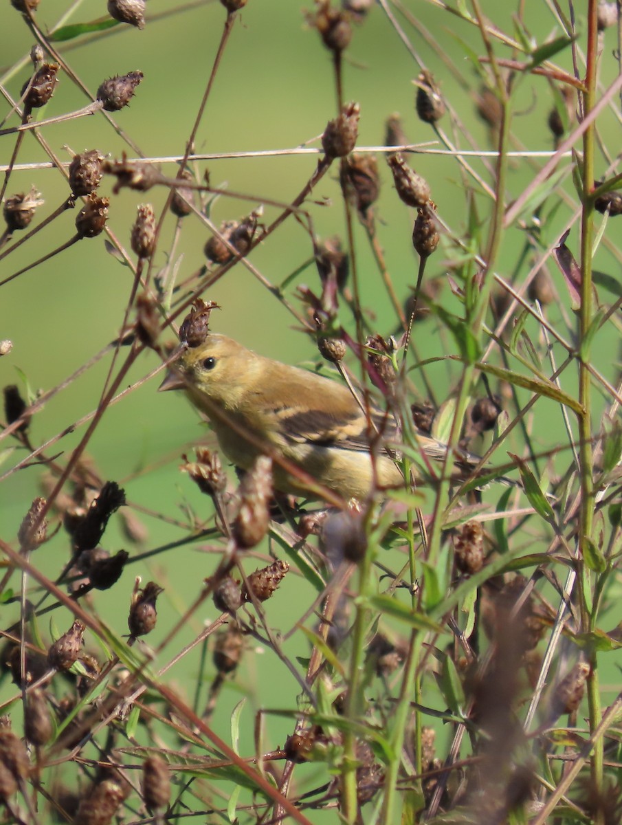 American Goldfinch - ML624228196