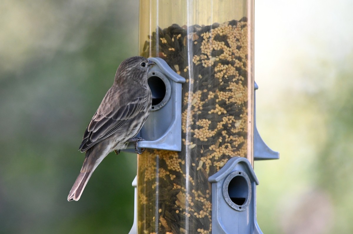 House Finch - ML624228197