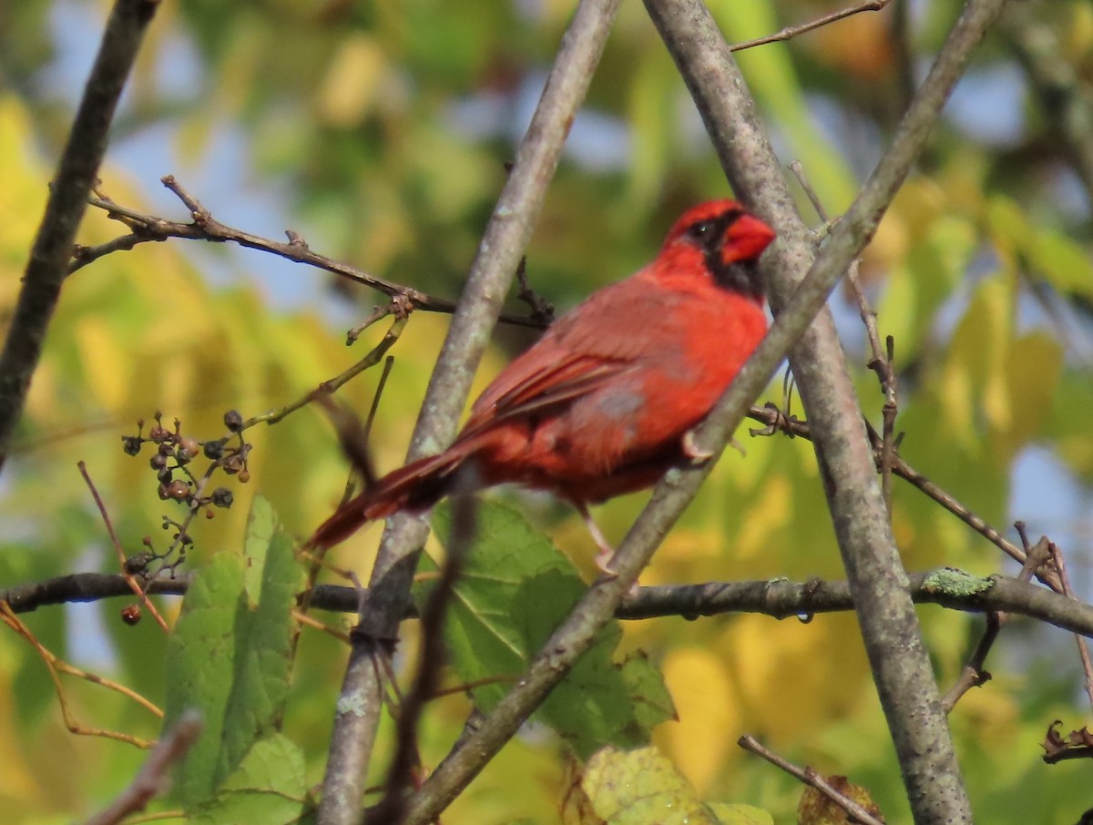 Northern Cardinal - ML624228212