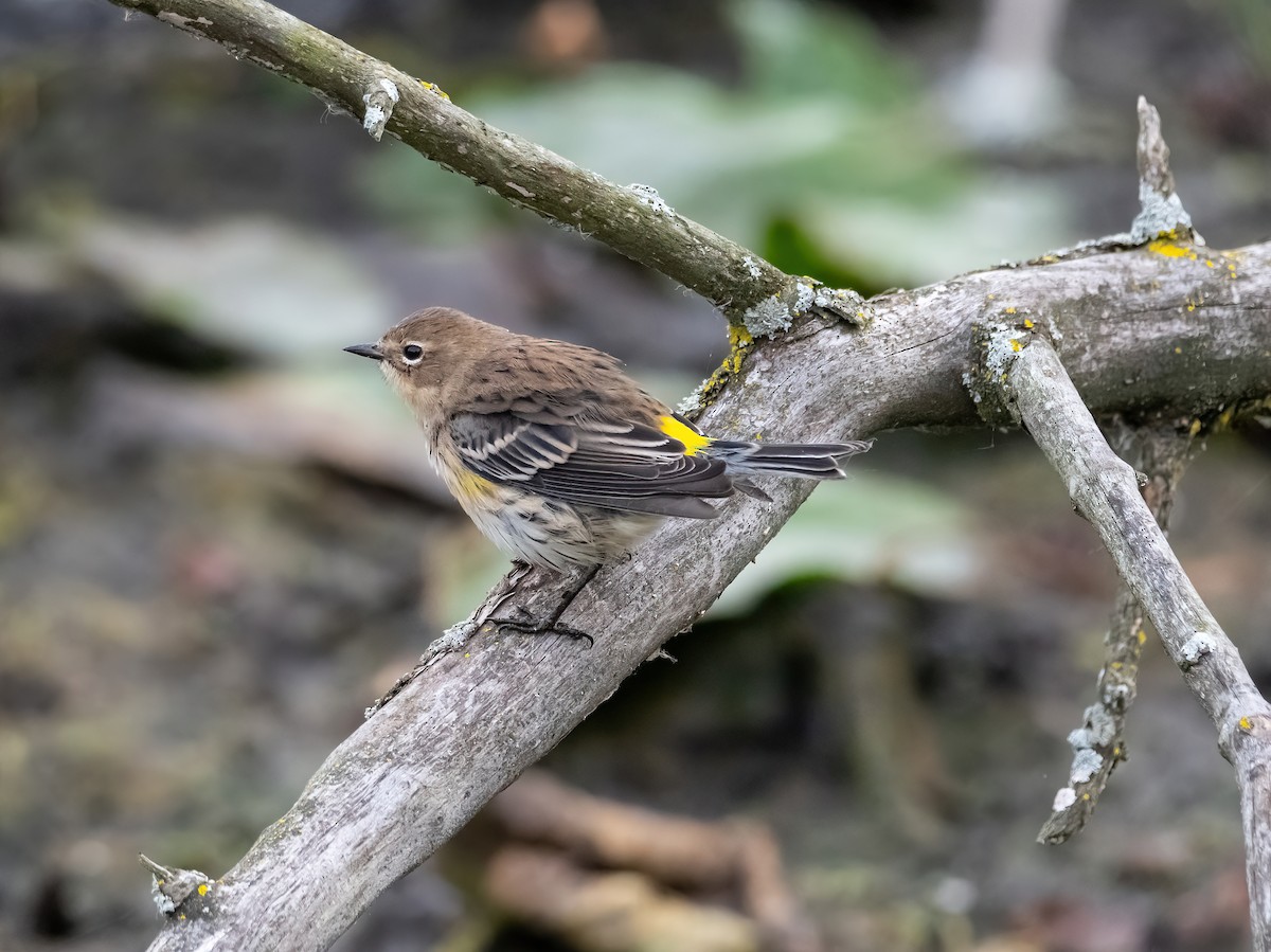 Yellow-rumped Warbler - ML624228214