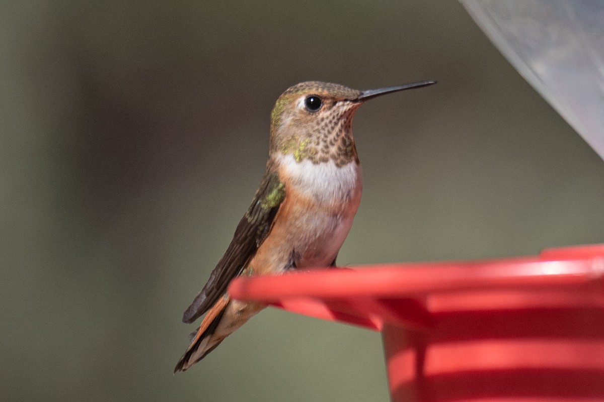 Rufous Hummingbird - ML624228215