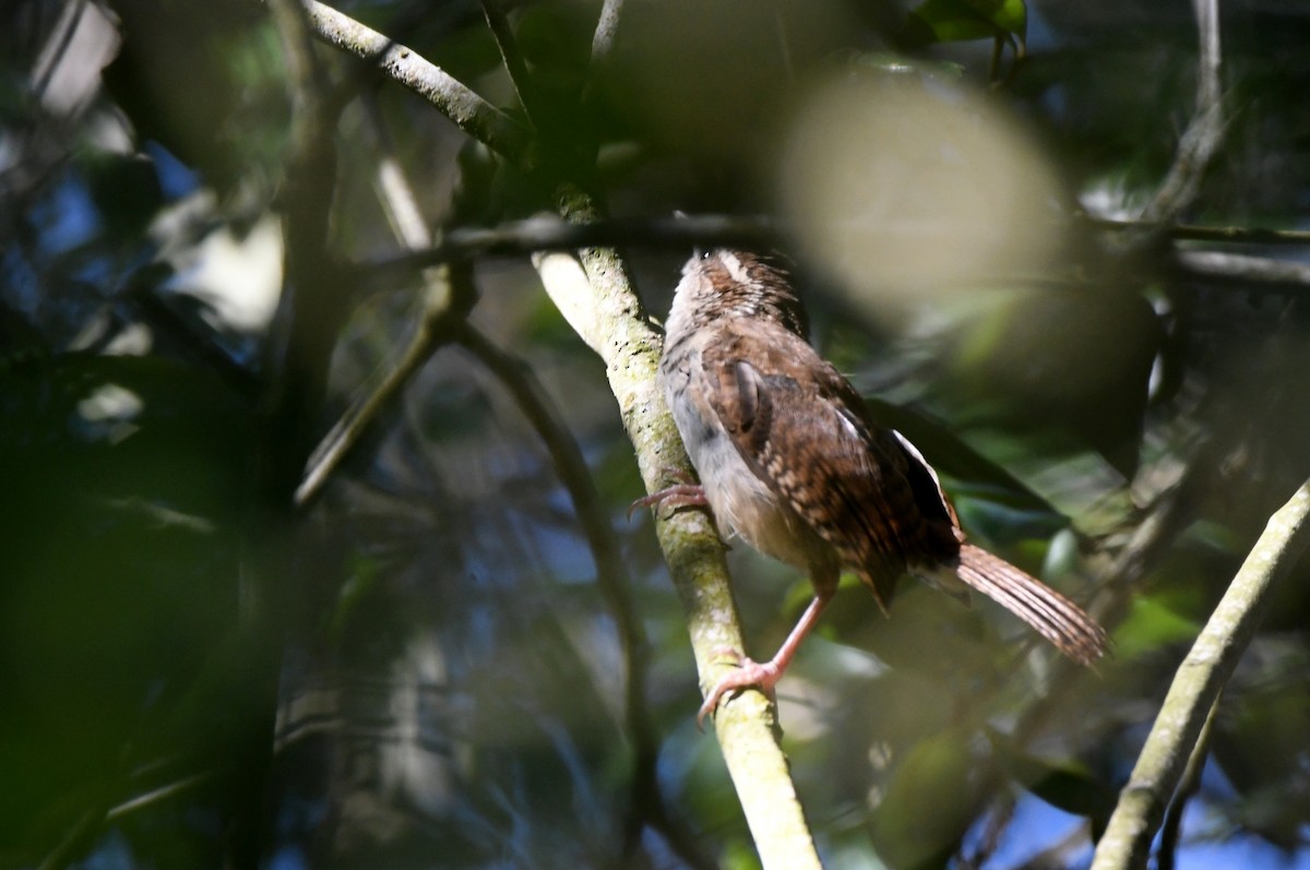 Carolina Wren - ML624228216