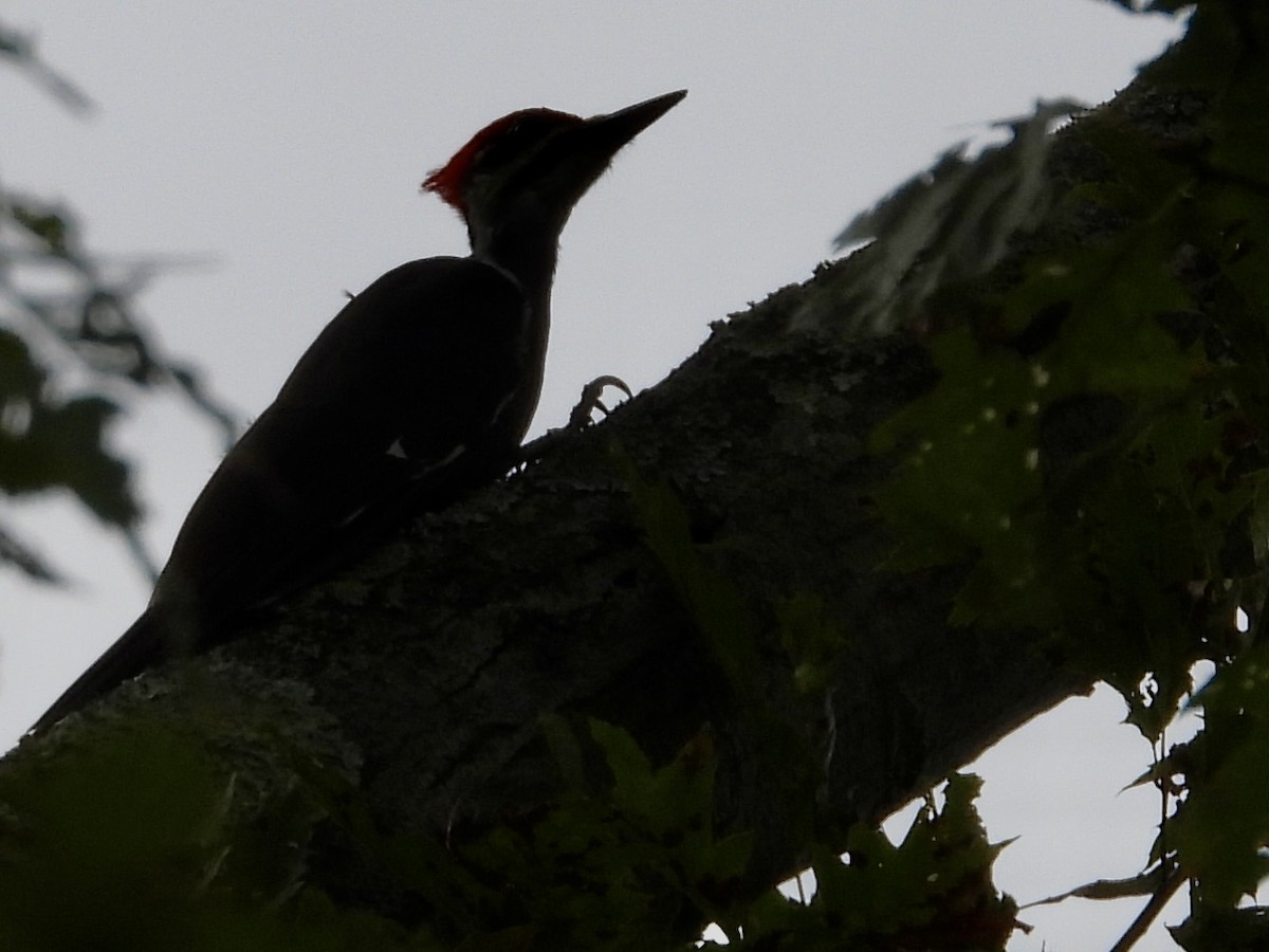 Pileated Woodpecker - ML624228217