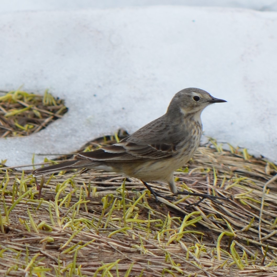 American Pipit - ML624228218